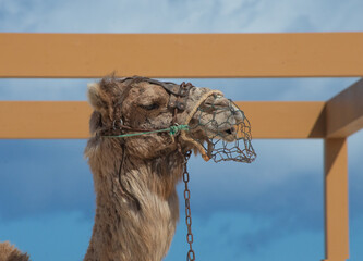 portrait of camel with metal muzzle while resting