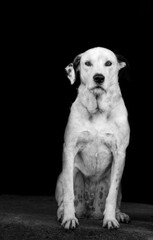 White dog, dalmatian, in black and white, portrait, sitting and looking.