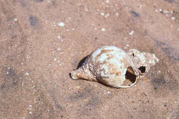 Close up broken seashell on the sand at the beach by the sea in Blackpool, Lancashire, England.