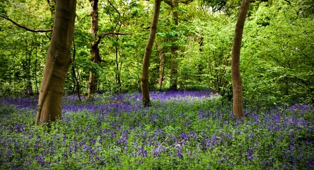 Bluebells in the woodland