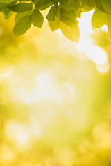 Beautiful nature view green  and yellow leaf on blurred greenery background under sunlight with bokeh and copy space using as background natural plants autumn season, ecology wallpaper concept.
