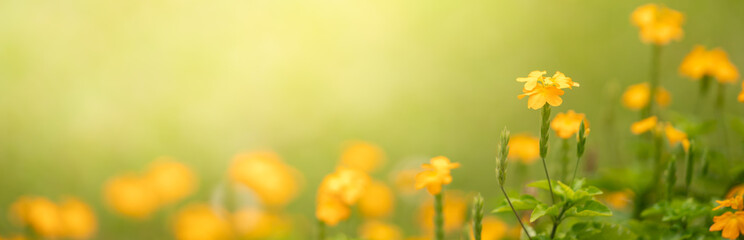 Closeup of yellow flower on blurred green background under sunlight with copy space using as...
