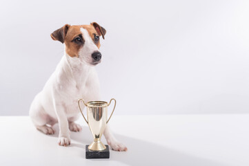 Jack russell terrier dog sits next to the winner cup at the show on a white background