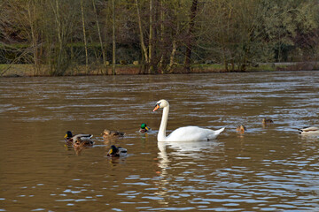 nahe-hochwasser bei bad kreuznach, Februar 2021