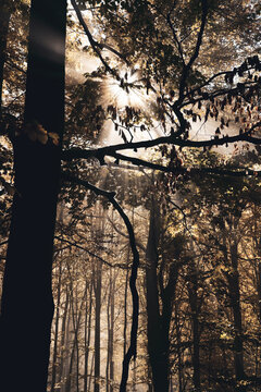 Sun within the branches of trees - magical nature