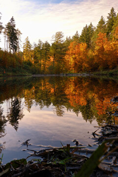 Autumn colours trees mirroring in the pond