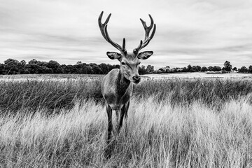 Clouse up of a male deer on the fields of Richmoond near London, UK. Head of a red deer in the wild