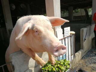 Close up of big pig in the farm