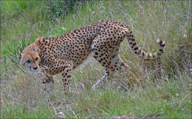 cheetah