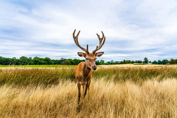 Clouse up of a male deer on the fields of Richmoond near London, UK. Head of a red deer in the wild