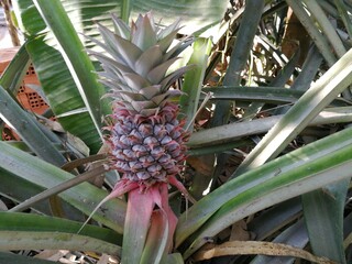 Close up of a small pinkush pineapple in Vietnam