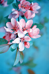 Delicate pink flowers of an apple tree in a spring garden. close-up.
