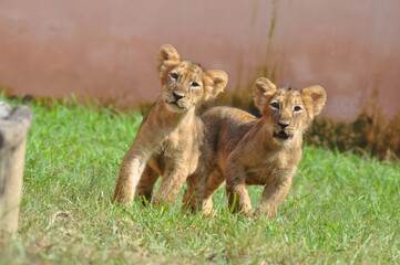 Obraz na płótnie Canvas lion cubs playing in the grass