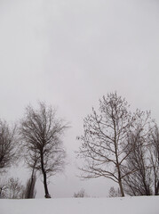 Nature background with cloudy sky and trees  during winter .