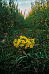 Obraz premium Mustard flowers in the grass