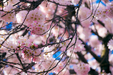 Cherry blossoms tree during spring time lined up in Washington DC's river bank. The Thomas Jefferson Memorial on the background.