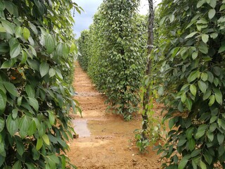 Black pepper farm in Vietnam and pepper berries closeup