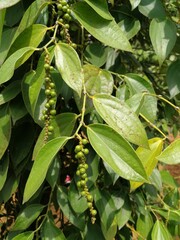Black pepper farm in Vietnam and pepper berries closeup