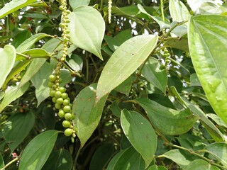 Black pepper farm in Vietnam and pepper berries closeup