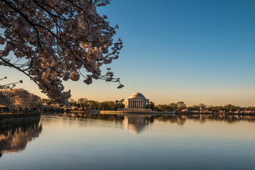 Obraz premium Cherry blossoms tree during spring time lined up in Washington DC's river bank. The Thomas Jefferson Memorial on the background.