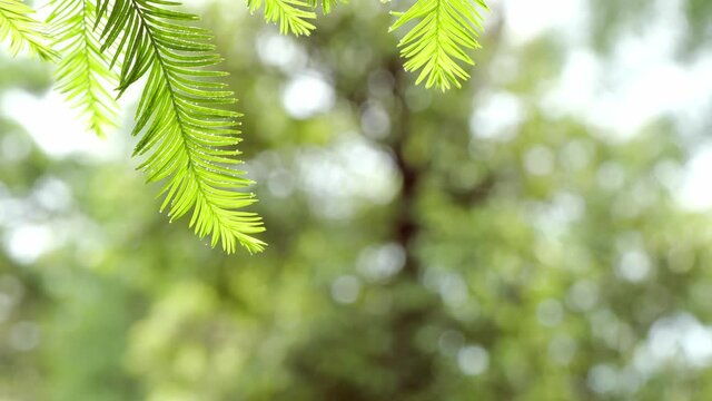 Green fir twigs swaying in the wind, bokeh background
