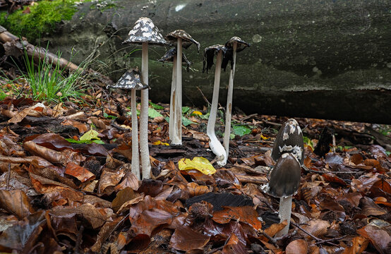 The Magpie Fungus (Coprinopsis picacea) is an inedible mushroom