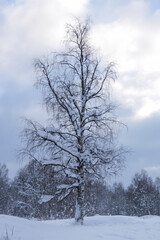 A lone birch tree is covered with snow. February, 05. 2021.