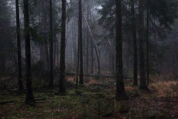 Fototapeta premium Dunkelwald