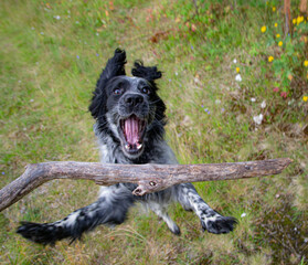 Happy Russian spaniel