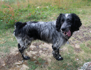 Spaniel dog
