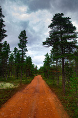 Pine tree road