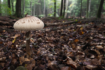 Macrolepiota procera, the parasol mushroom, is a basidiomycete fungus with a large, prominent fruiting body resembling a parasol.