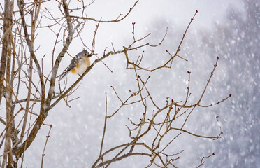 Tufted Titmouse Bird on Tree in Maine New England North American Winter Snow beautiful background