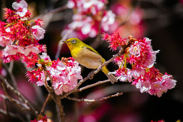 Japanese White-eye And Cherry Blossom(Japanese Name Is Kanzakura) At Tokyo Prefecture, Japan