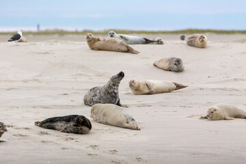 Harbor Seals (Phoca vitulina) and Grey Seals (Halichoerus grypus) on a sandbank in the wadden sea at the East Frisian island Juist, Germany.