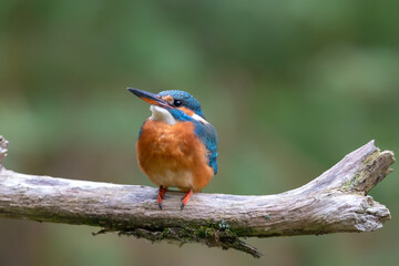 Eurasian kingfisher (Alcedo atthis) sitting on his perch in autumn.