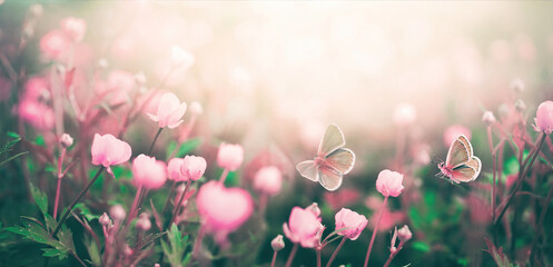 Wild pink flowers bathed in sunlight in field and two fluttering butterfly on nature outdoors, soft...
