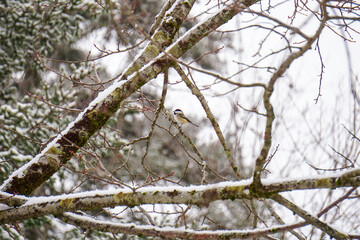 Chickadee Bird in Tree Maine New England North American Winter Snow
