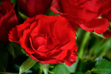 Red Rosen in close up