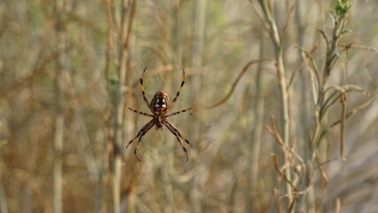 spider on a web
