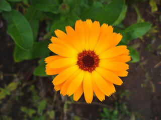 Calendula flower & leaf (Calendula officinalis, pot, garden or English marigold) plant, nature green background. Calendula flower above overhead. Closeup medicinal flower herb for tea or oil, top view