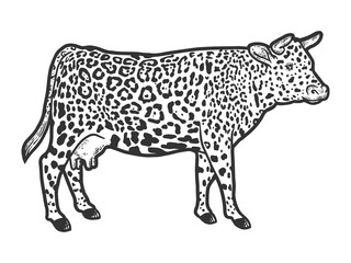 Hybrid cow, leopard fur color. Engraving vector illustration. Sketch.