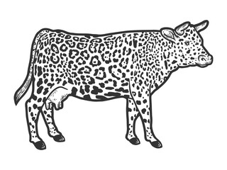 Hybrid cow, leopard fur color. Engraving raster illustration. Sketch.