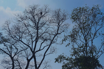 Silhouette big tree with blue sky ,nature background.