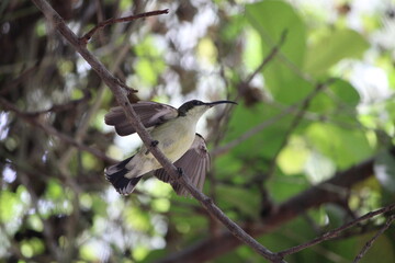 bird on a branch