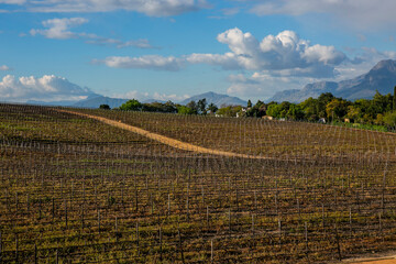 Fototapeta premium Vineyards in Stollenbosch of Western Cape Province, South Africa