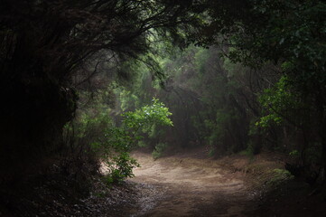 Parque rural de Anaga, Tenerife. Islas Canarias.