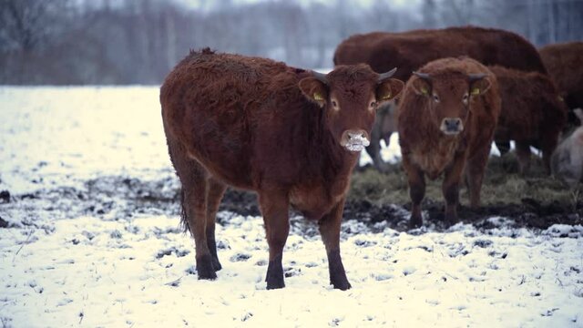 brown smaller cow with horns looking multiple cows in the background eating hay winter field cold farm country side 