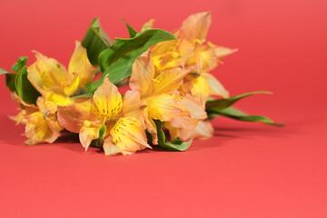 Floral background. Selective focus. Alstroemeria bouquet on a red background. Greeting card.