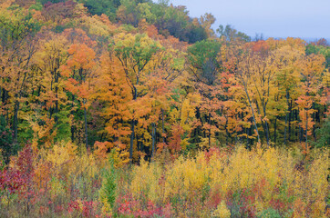 Fototapeta premium 613-83 Autumn Hillsdie